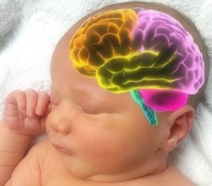 baby-brain5-010